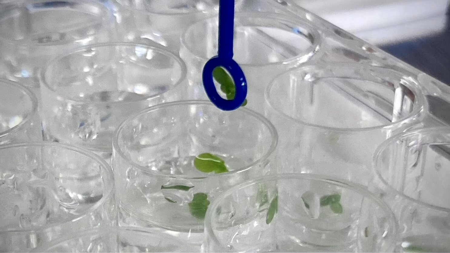 an inoculation loop transferring a duckweed frond